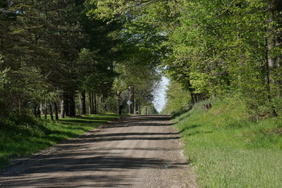 Footpath amidst trees in forest