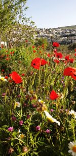 Close-up of red flowering plants on field