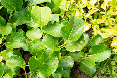 leaf