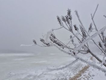 Frozen tree against sky during winter