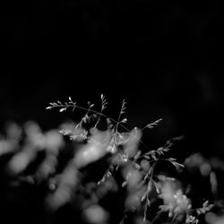 Low angle view of flowering plant