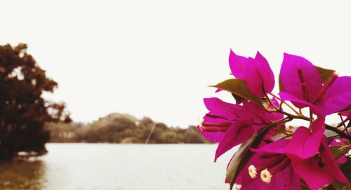 Close-up of bougainvillea blooming by lake against clear sky