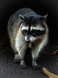 Close-up portrait of an animal outdoors
