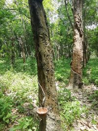 View of tree trunk in forest