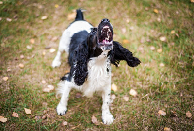 Russian spaniel portrait of a dog