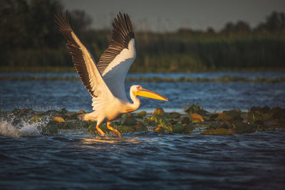 Wild beautiful birds from danube delta, romania. wildlife photography