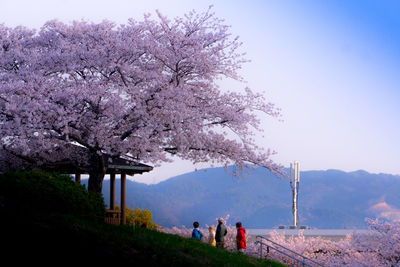 View of cherry blossom tree against sky