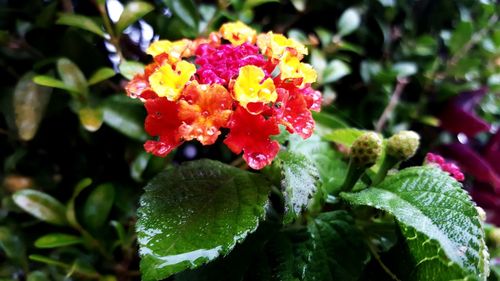 Close-up of red flowers blooming outdoors