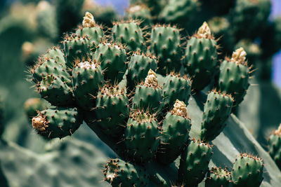 Close-up of succulent plant