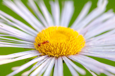 Close-up of yellow flower blooming outdoors