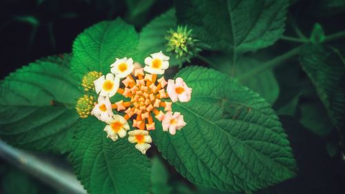 Close-up of fresh white flowers blooming outdoors