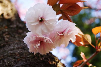 Close-up of pink cherry blossoms