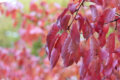 Close-up of leaves on twig