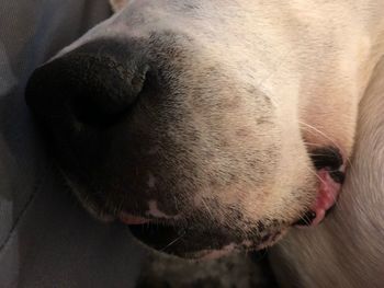 Close-up of dog sleeping