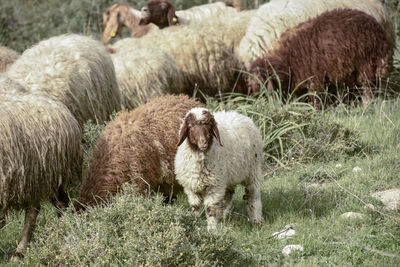 Sheep in a field