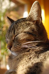 Close-up of cat sleeping