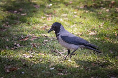 Close-up of bird perching on field