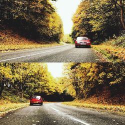 Cars on road by trees