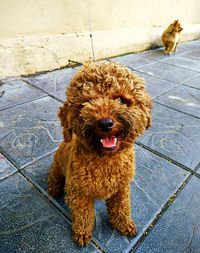 High angle portrait of brown cockapoo sitting on sidewalk