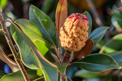 Close-up of flowering plant