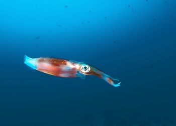 Close-up of fish swimming in sea