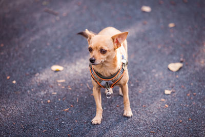 Portrait of dog standing on road