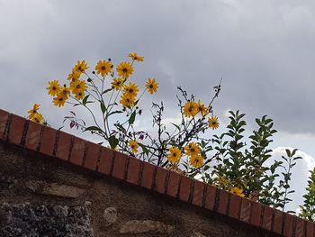 Low angle view of plant against building