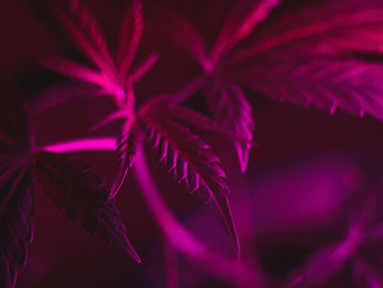 Close-up of fresh green leaves