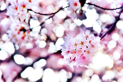 Close-up of cherry blossom