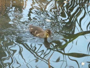 High angle view of duck swimming in lake