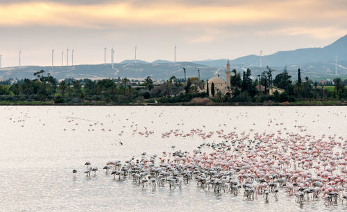 Large group of flamingo birds on the slat lake of larnaca in cyprus