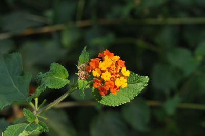 Close-up of orange flowering plant