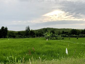 Scenic view of grassy field against sky
