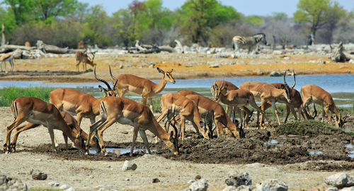 Impalas drinking water at etosha national park