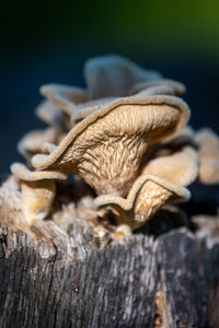 Close-up of mushroom growing on wood