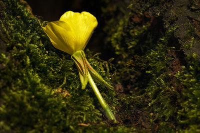 Close-up of yellow flower blooming outdoors