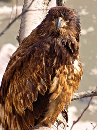 Close-up of eagle