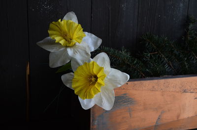 Close-up of yellow flowers blooming outdoors