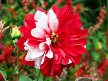 Close-up of red flower blooming outdoors