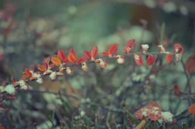 Close-up of plants against blurred background