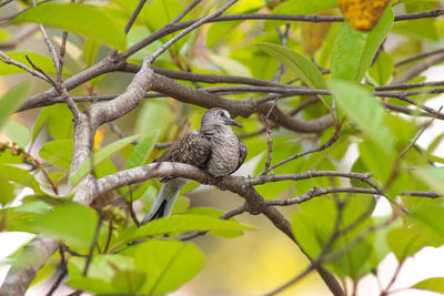 Low angle view of bird perching on tree