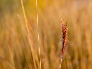 Close-up of wheat growing on field