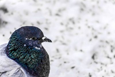 Close-up of bird perching on snow