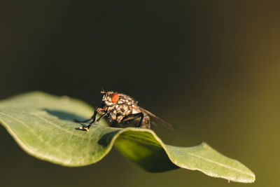 Close-up of insect on leaf