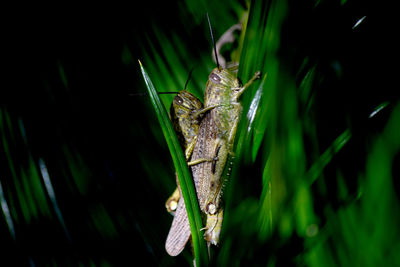 Close-up of insect on plant