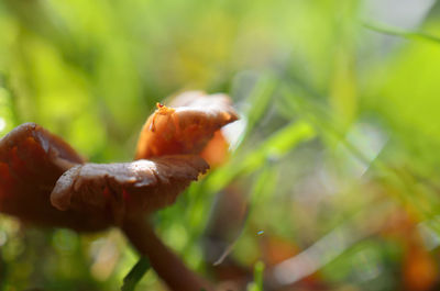 Close-up of mushroom on plant