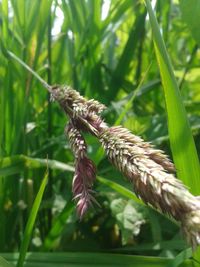 Close-up of plant