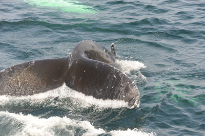 View of horse in sea