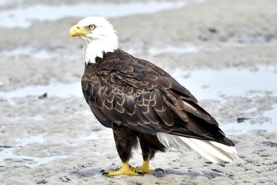 Close-up of eagle perching on the beach