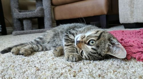 Portrait of a cat lying on rug at home